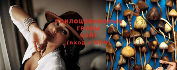 хмурый Аркадак